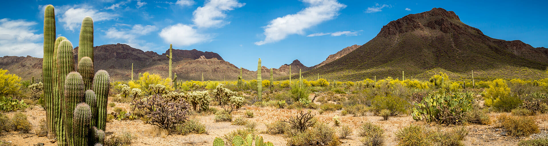 
		Arizona Sonoran Desert landscape		
